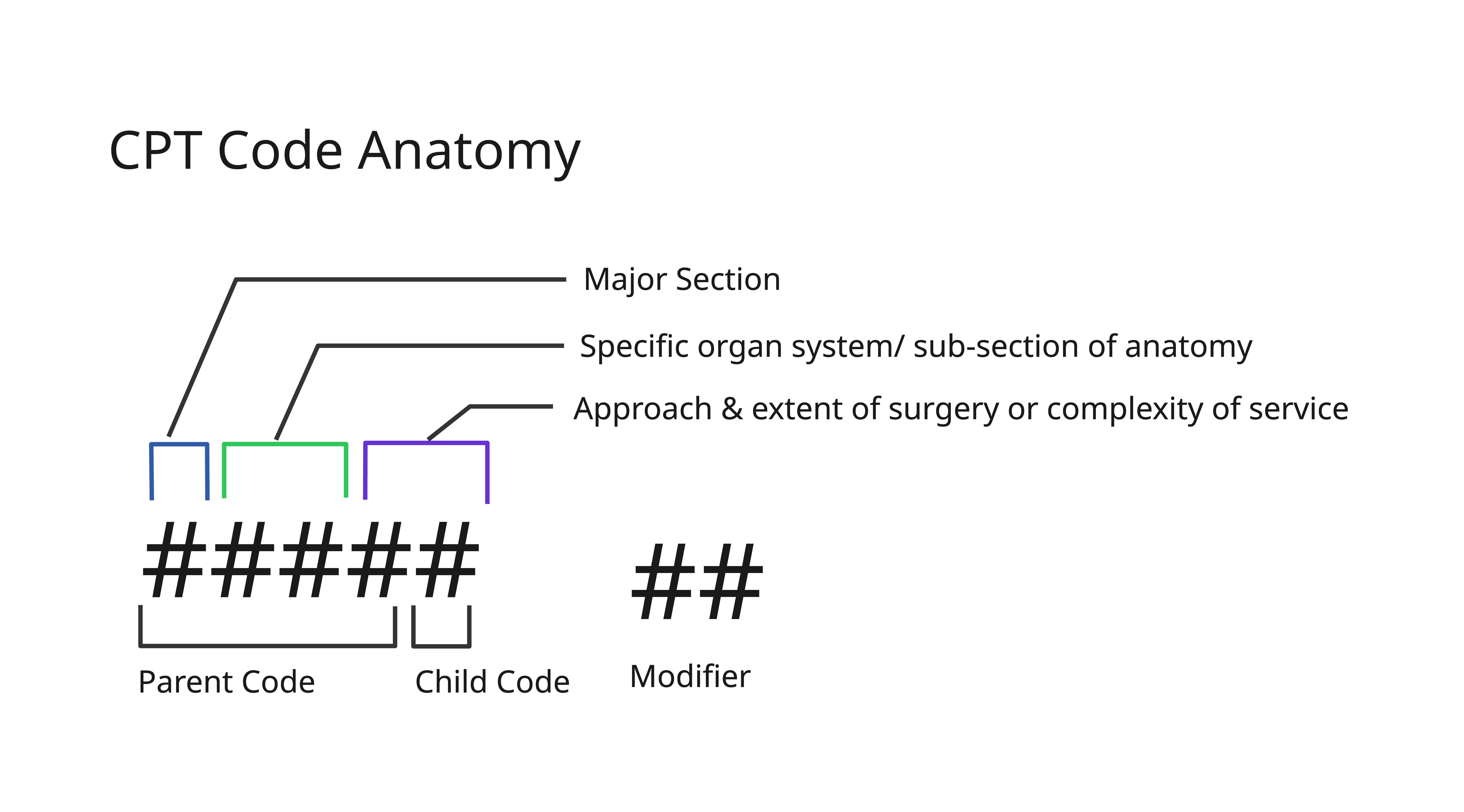 CPT code anatomy research artifact